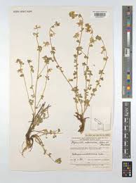 Image result for Trigonella anguina