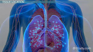 Check spelling or type a new query. Simple Squamous Epithelium Location And Diagram Video Lesson Transcript Study Com
