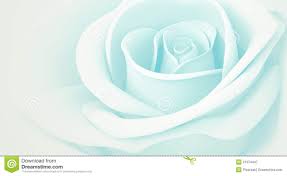 Image Result For Light Blue Rose Wallpaper With A White Background Light Blue Roses Blue Roses Wallpaper Rose Wallpaper