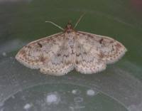Image result for Anania perlucidalis