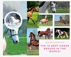 Top 10 horse breeds for beginners 1. The 10 Best Horse Breeds In The World Native Breed Org