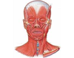 Muscles label worksheet for muscles human muscles stickychart ™ human neck muscles human muscles back coloring page for the category anatomy. Muscles Of The Head Neck Face