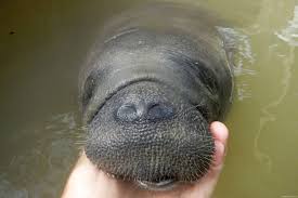 I need to be more positive. Teen Saves Baby Manatee And The Results Are Adorable Sharesloth