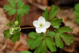 Image result for Aneilema petersii