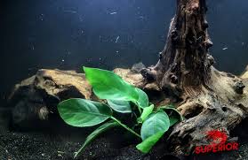 Image result for Lannea barteri