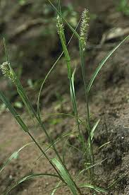 Image result for Cenchrus biflorus