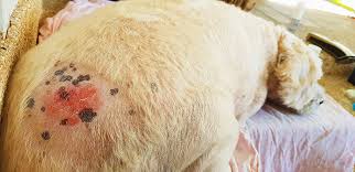 There are two common types, the first being a yeast infection caused by the candida fungus. Hair Coat And Skin Conditions In Dogs
