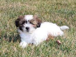 A shih tzu is an intelligent, loving, affectionate, and social dog with a cheerful disposition and sometimes a mischievous streak. Shih Tzu Puppy For Sale In York Pa Adn 25032 On Puppyfinder Com Gender Male Age 10 Weeks Old Shih Tzu Puppy Puppies For Sale Puppies