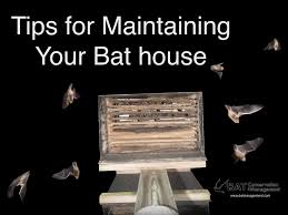 The professional option requires you to hire a pest controller to get rid of the. How To Maintain Your Bat House Bat Conservation And Management Inc