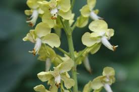 Image result for Caesalpinia decapetala