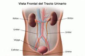 La Infeccion De Orina Tras La Relacion Sexual Marta Torron Fisiosexologia