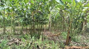 Pokok bunga kantan atau juga dikenali sebagai bunga siantan merupakan sejenis pokok saka herba. Khasiat Kegunaan Pokok Bunga Kantan