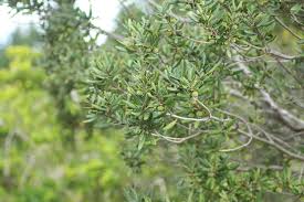 Image result for Diospyros dichrophylla