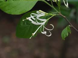 Image result for Turraea obtusifolia