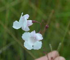 Image result for Micrargeriella