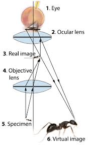 Conversia unitatilor de masura utilizate in masurarea momentului de torsiune, al fortei si al presiunii. Microscope Magnification Calculator Microscopy Convertori Online