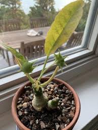 Image result for Dorstenia buchananii