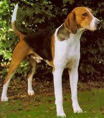 American Foxhound Black And Tan Virginia Foxhound American Fox Hound Dog Photo American Foxhound Breed Infomation And Pictures Razas De Perros Perros Razas Caninas