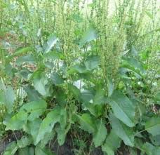 Image result for Rumex nepalensis
