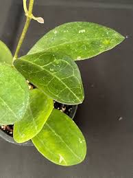 Image result for Hugonia elliptica