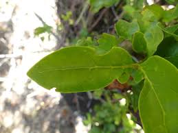 Image result for Pyrostria bibracteata