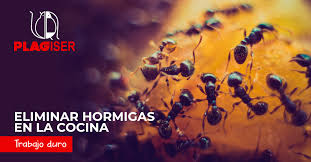 Ver más ideas sobre hormigas, mata hormigas, plaga de hormigas. Eliminar Hormigas De La Cocina
