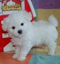 When do coton and bolognese puppies come out? Pin By Ashley Rosenbaum On I Want A Puppy Bolognese Puppies Puppies Toy Puppies