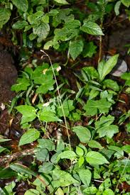 Image result for Hylodesmum repandum