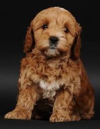 Maybe you would like to learn more about one of these? About Goldendoodles Swissridge Kennels