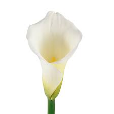 So, you can always give a callas bouquet to your loved ones to appreciate. White Calla Lilies Fresh Cut 35 Stems Walmart Com Walmart Com