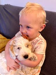 Milo brings happiness to owner