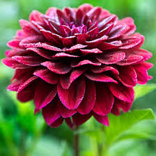 Maybe you would like to learn more about one of these? Summer Flowers And Bulbs Better Homes Gardens