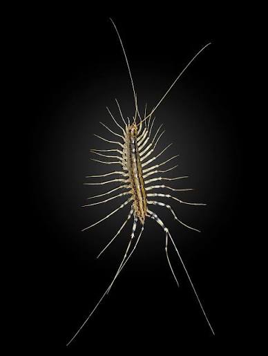 Scutigera coleoptrata - Wikipedia