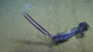 Pin On Oceans Of Life Beauty