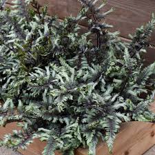 Plants are subject to change due to availability. 10 Rabbit Resistant Proven Winners Perennials Walters Gardens Inc