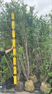 Image result for Ligustrum ovalifolium