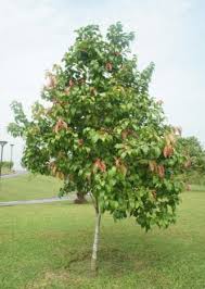 Image result for Flacourtia