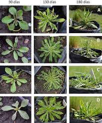 Image result for Conyza