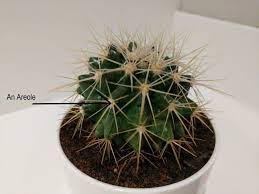 If they should be damaged despite their spikes, they can also grow back from a littl. Cactus Adaptations How Are Cacti Adapted To The Desert Smart Garden Guide