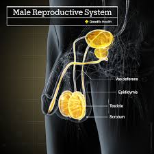 Image result for Testicle