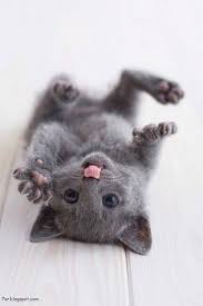 أجمل صور قطط Puppies And Kitties Kittens Cutest Cute Animals