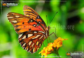 That subfamily was formerly set apart as a separate family, the heliconiidae. Gulf Fritillary Butterfly Agraulis Vanilliae