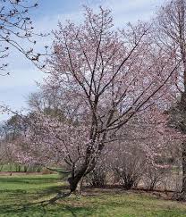 We did not find results for: All Season Trees Sargent Cherry Msu Extension