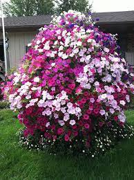 Wave Petunia Tree 2013 Photos Photo Gallery Jung Garden And Flower Seed Company Plants Petunia Tree Container Flowers