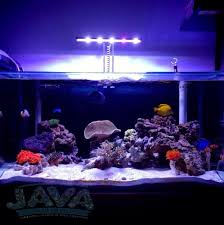 Jasa Perawatan Bulanan Aquarium Air Laut Untuk Rumah Restoran Cafe Dan Masih Banyak Lagi Aquarium Lautan Air