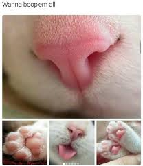 The tesla logo is meant to look like a part of an electric motor. Pin By Gayle Pesek On Cats And Cuteness Cat Nose Cute Baby Animals Cute Kitten Pics