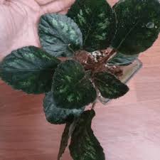 Image result for Gesneriaceae