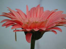 Gerbera Flower Meaning In Hindi Best Flower Wallpaper