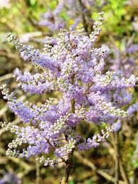 Image result for Tetradenia