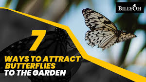 Practice organic garden techniques, including fertilizing with compost, for robust and healthy plants with a minimum of chemicals. 7 Ways To Attract Butterflies To The Garden Eco Friendly Gardening Hacks To Increase Pollinators Youtube